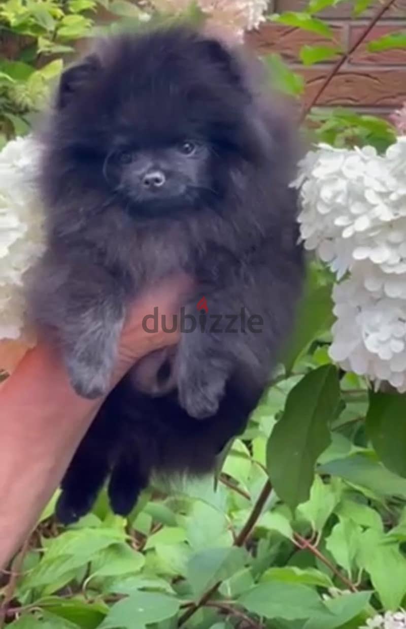 Black Pomeranian Dog Male for Sale - with All Documents 2