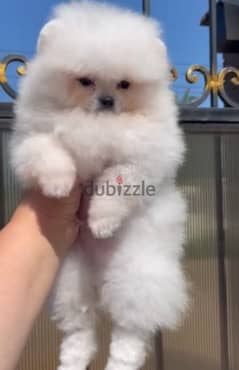 White Pomeranian Dog FCI Pedigree From Europe