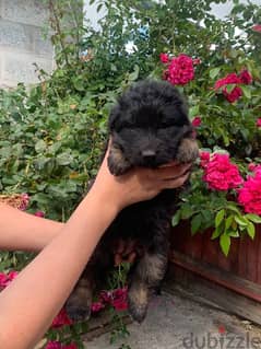 German Shepherd Dog with FCI pedigree From Europe