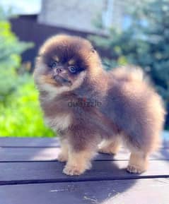 Pomeranian Dog - Brown Tan Color - with All Documents