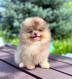 Pomeranian Dog Puppy for sale Brown Tan Merle Color