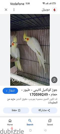 مطلوب تلات ذكور كوكتيل لاتيني