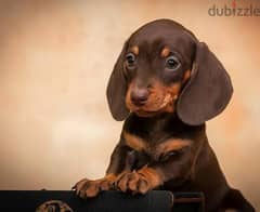 Miniature Dachshund Chocolate boy from Russia