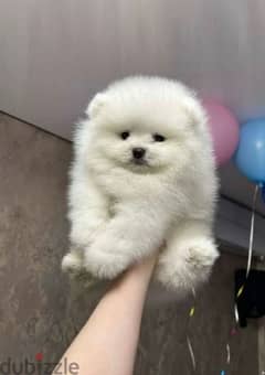 Mini Pomeranian puppy Male from Russia