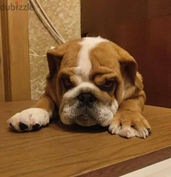 English bulldog puppy Female From Russia 1