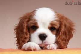 Cavalier King Charles spaniel Blenheim Male From Russia