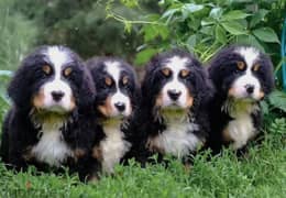 Bernese mountain Male From Russia