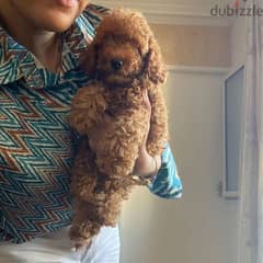 toy poodle puppies available 0