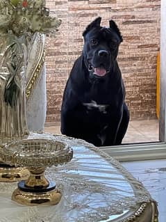 ذكر كين كورسو  cane corso