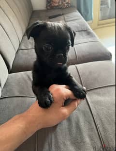 Black pug 0