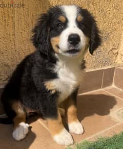 كلب برنيس. bernese mountain dog