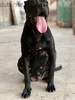 female cane corso كين كورسو