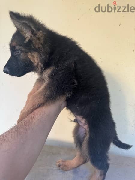 german shepard puppies 2