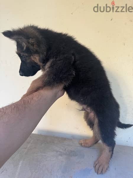 german shepard puppies 4