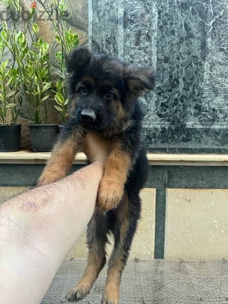 german shepard puppies 5