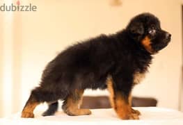 Male German shepherd puppies Female جراوي جيرمن شيبرد ذكر ولد بنت انثي 0