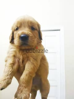 golden retriever puppies