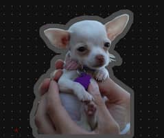 female little chihuahua