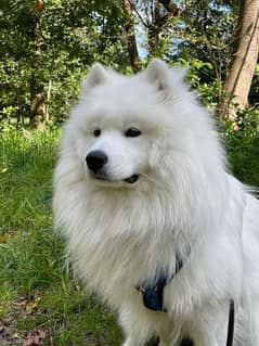 كلب سامويد امريكي بيور  Samoyed