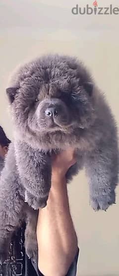 اجمل جراوي تشاو تشاو بلو | blue chow chow pupp 0