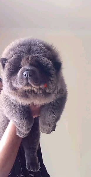 اجمل جراوي تشاو تشاو بلو | blue chow chow pupp 1