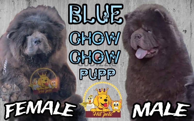 اجمل جراوي تشاو تشاو بلو | blue chow chow pupp 2