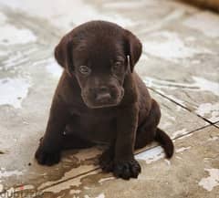 labrador chocolate female ( imported father from ukraine)