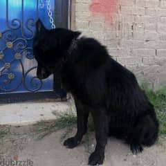 female german shepherd black coat