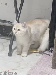 cute kitty looking for new home