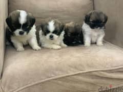 Haveniz puppies are available, very high quality, excellent sizes,