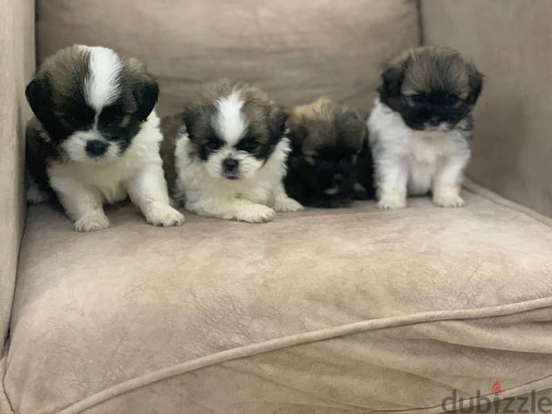 Haveniz puppies are available, very high quality, excellent sizes, 0