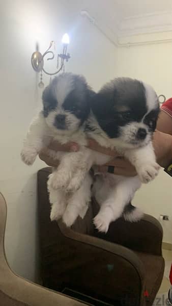 Haveniz puppies are available, very high quality, excellent sizes, 2