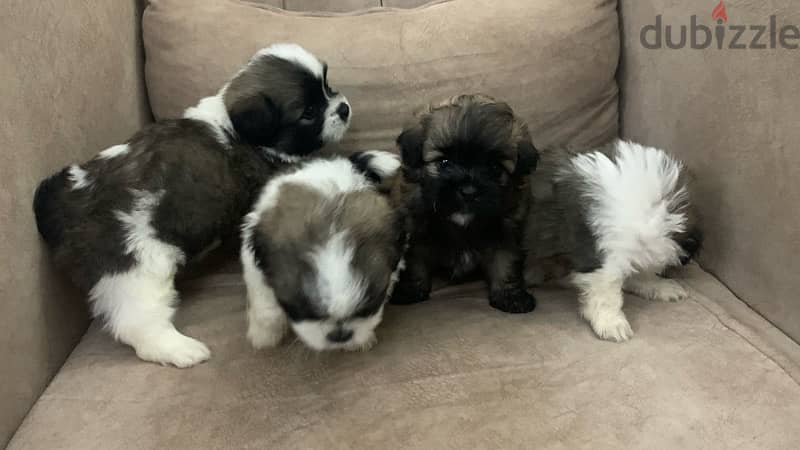 Haveniz puppies are available, very high quality, excellent sizes, 3