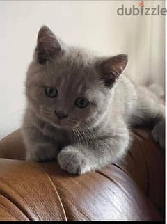 British shorthair kittens- male / females