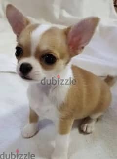 Teacup Chihuaha puppy dog 2 months