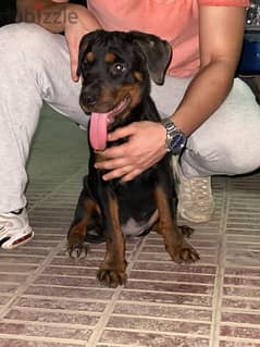 Female puppy Rottweiler جرو بنت روت -