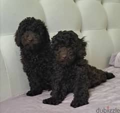 Miniature poodle puppies chocolate from Russia