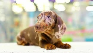 Very beautiful Dachshund boys