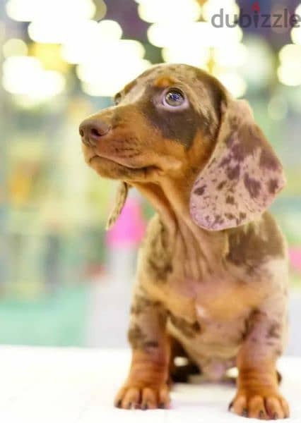 Very beautiful Dachshund boys 1