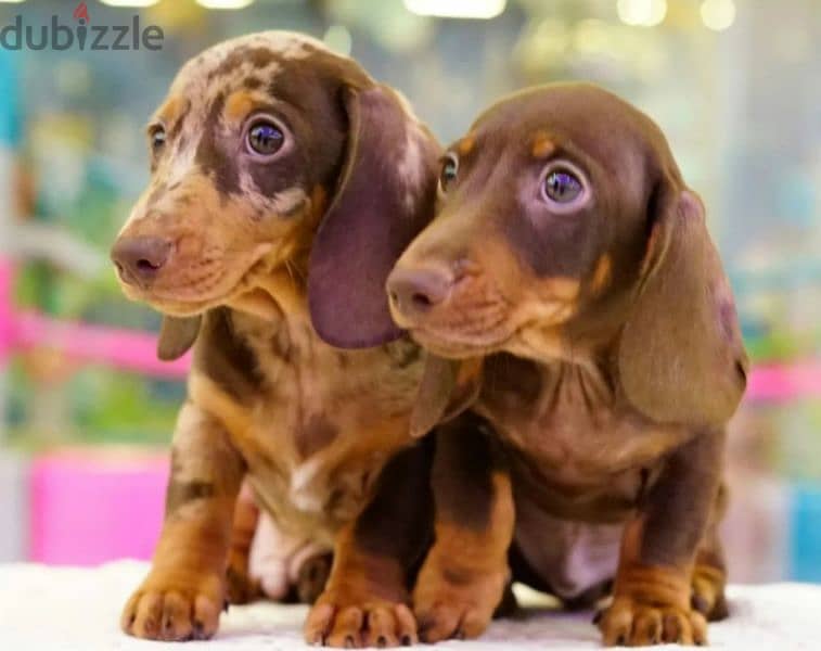 Very beautiful Dachshund boys 3