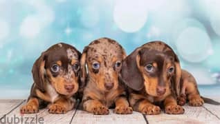 Miniature Marbled Dachshund Male From Russia