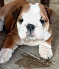 English bulldog female From Russia