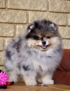 Marble mini Pomeranian puppies From Russia