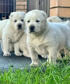 white alabai puppies imported from Russia