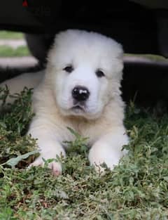 Central asian shepherd dog alabai boy from Russia