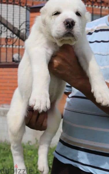 Central asian shepherd dog alabai boy from Russia 3