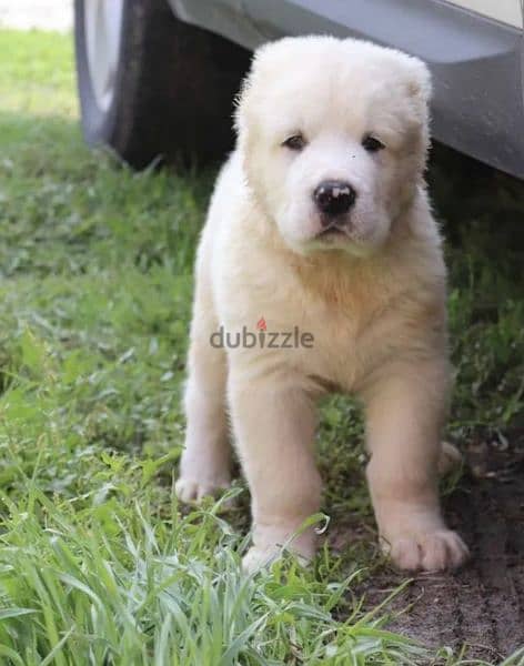 Central asian shepherd dog alabai boy from Russia 4