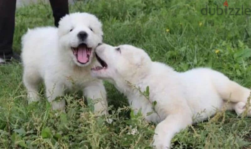 Central asian shepherd dog alabai boy from Russia 5