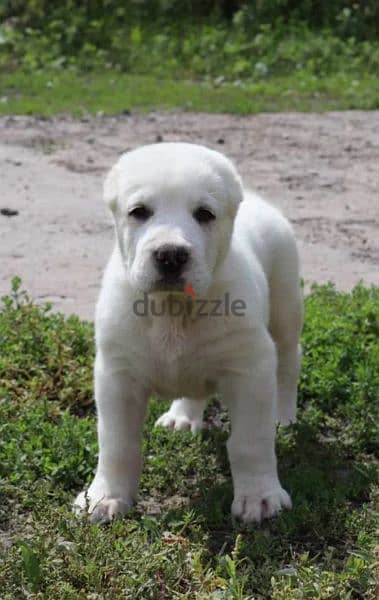 Central asian shepherd dog alabai boy from Russia 7