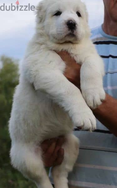 Central asian shepherd dog alabai boy from Russia 10